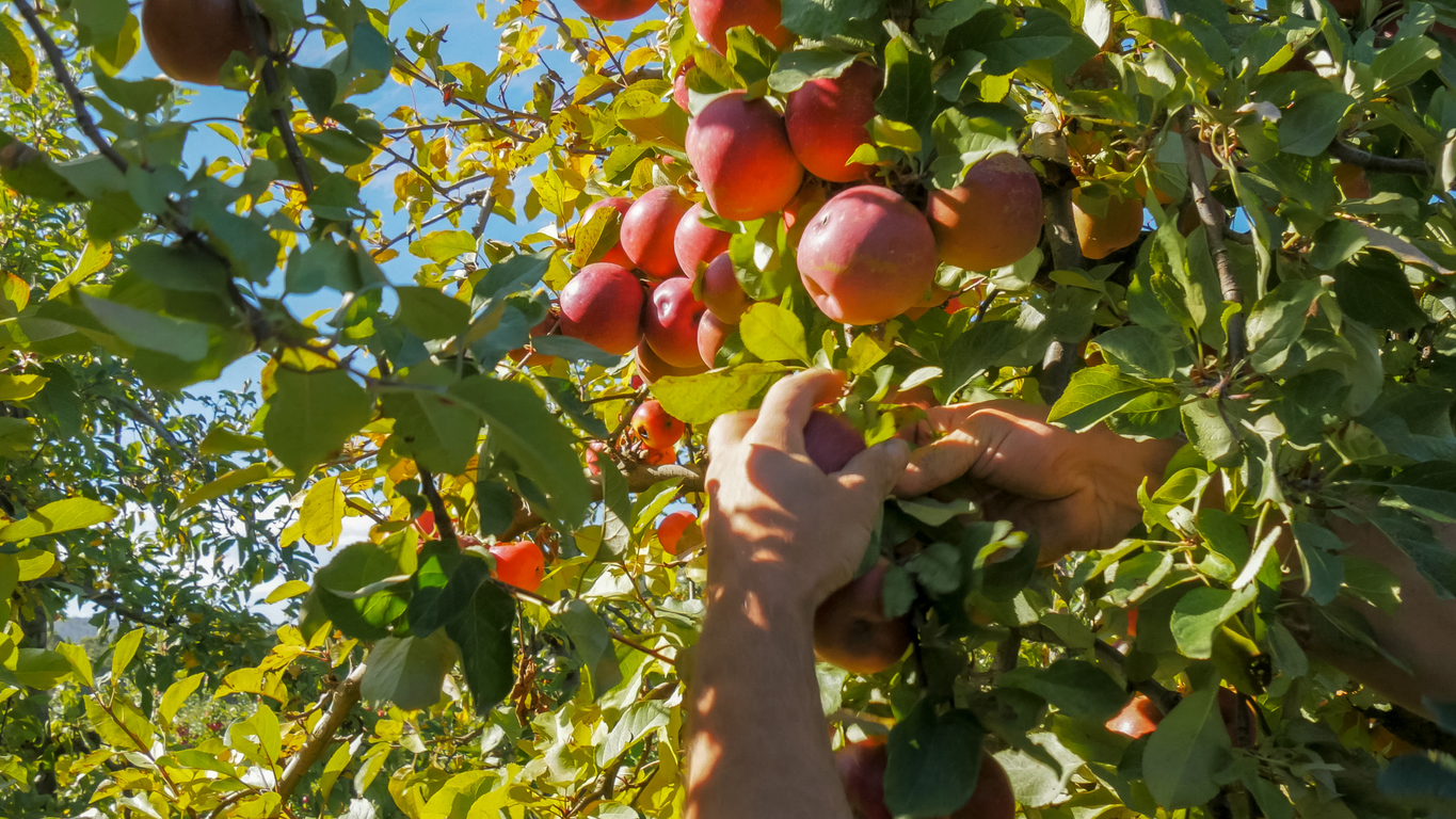 an orchard worker picks ripe red apples from a tree